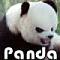panda23